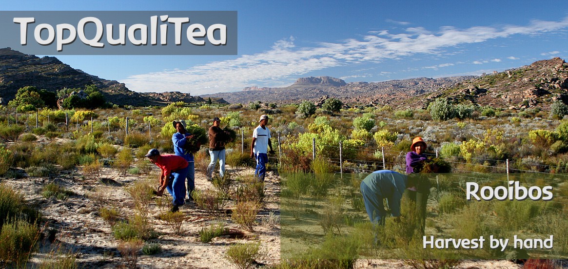 TopQualiTea - organic and fairtrade certified Rooibos Tea from South Africa.